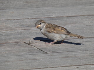 Young house sparrow (Passer domesticus) on wooden pathwalk, Sopot, Poland