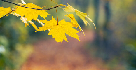 Branch with yellow maple leaves in the forest on a blurred background. pastel autumn background with yellow maple leaves