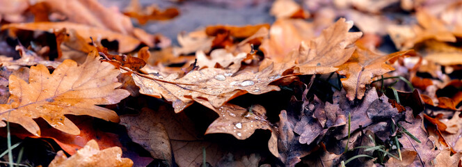Fallen autumn oak leaves with raindrops on the ground. Autumn background