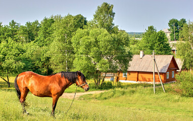 Fototapeta na wymiar Red horse with a long mane in a flower field