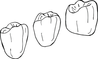 hand drawn vector illustration of a dental