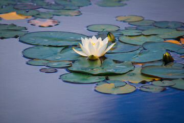 white water lily
