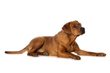 Obraz premium Broholmer dog isolated on white background