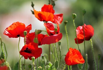 Naklejka premium Poppy flower field in nature