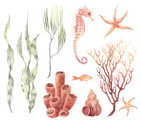 Underwater wildlife, watercolor colorful set of green seaweeds laminaria, coral, seahorse, starfishes and fish, design collection sea elements, animals, plants and polyp. © Nikole