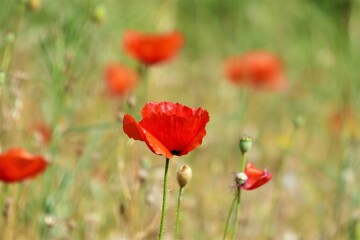 Fototapeta na wymiar Poppy flower field in nature