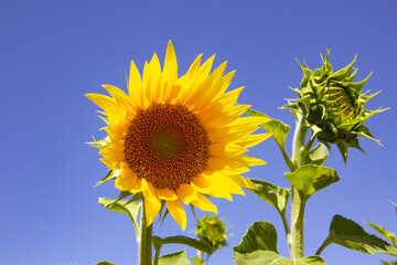 Naklejka premium Sunflower field with blue sky. Crop field. Agriculture.
