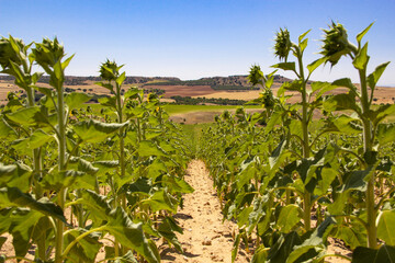 Sunflower field with blue sky. Crop field. Agriculture.