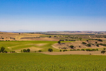 Obraz premium Sunflower and cereal field with blue sky. Crop field. Agriculture.