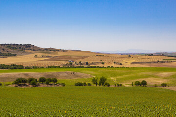 Fototapeta premium Sunflower and cereal field with blue sky. Crop field. Agriculture.