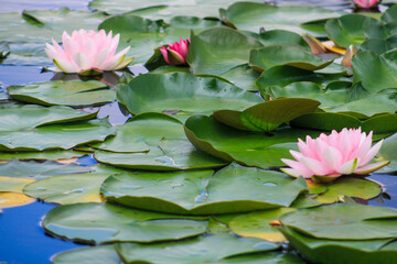 pink water lily