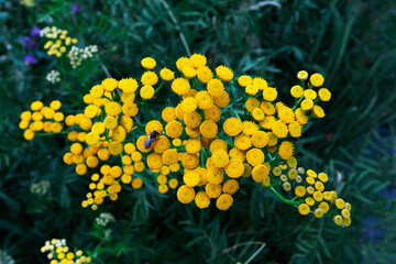 small yellow flowers against dark green grass, summer wild nature background 