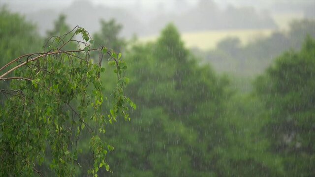 Fresh summer rain, trees on background, selective focus, slow motion.