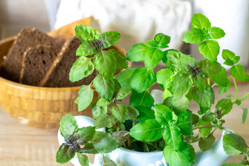 basil in a blue pot close-up, lots of leaves, edible greens, slices of bread