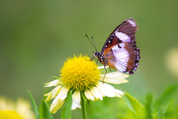 Egggly Butterfly portrait, feeding on the sunflower plant  on a beautiful green background during springtime.