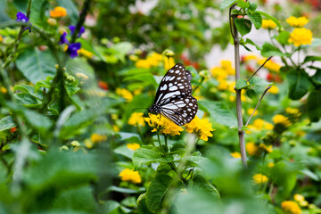 blue spotted milkweed butterfly or danainae or milkweed butterfly feeding on the flower plants in natural 
 environment, macro shots, butterfly garden, 
