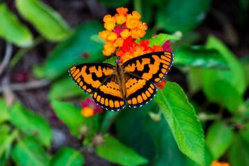 The Gulf fritillary or passion butterfly is a bright orange butterfly in the subfamily Heliconiinae...