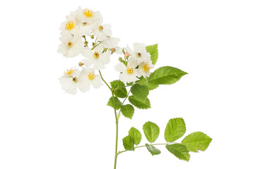 Obraz premium Field rose flowers and foliage
