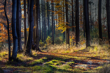 Silesian Beskid in autumn, Poland