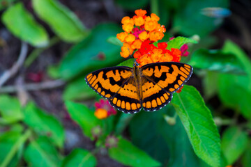 The Gulf fritillary or passion butterfly is a bright orange butterfly in the subfamily Heliconiinae   of the family Nymphalidae. That subfamily was formerly set apart as a separate family.,  © Robbie Ross