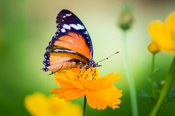 white color butterfly with red color tiip on its wings resting on the Leaves for a while during springtime 
