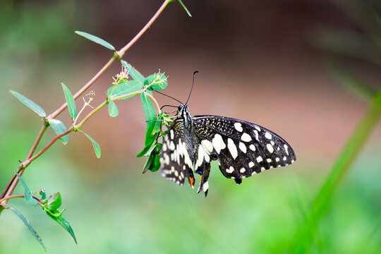 Papilio butterfly or common lime butterfly clap the wings on the flowers, Macro picture
