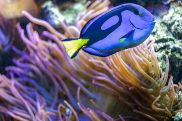 Fototapeta na wymiar blue surgeon fish on the background of coral reefs and anemones, Paracanthurus hepatus