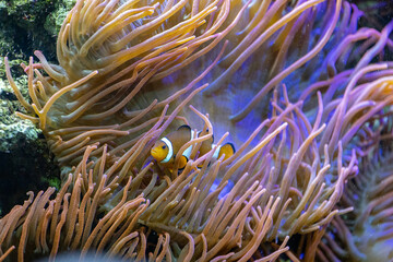 Naklejka na ściany i meble clown fish next to anemones, Amphiprion