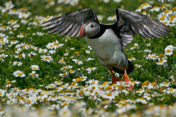 Atlantic puffin (Fratercula arctica) landing amongst summer flowers on Skomer Island off the coast of Pembrokeshire in Wales, United Kingdom