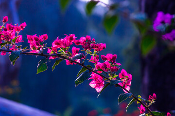Blooming bougainvillea flowers background. Bright pink magenta bougainvillea flowers as a floral...