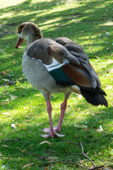 Dzika kaczka spacerująca we frankfurckim parku