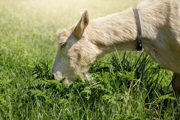 Obraz premium The light brown goat eats fresh green grass