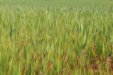 Farm, crop field, landscape with green grass