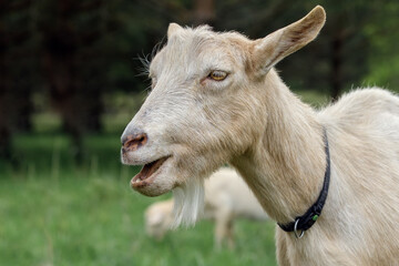 Portrait of a funny goat in a meadow, close up