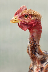 Profile portrait of a bald-neck chicken, striped light green background