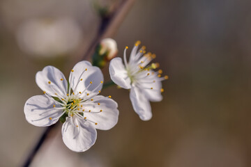 Apple branch blossom, in springtime, brown blurred background