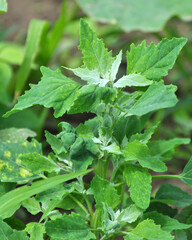 In nature, the grows fat hen (Chenopodium album)