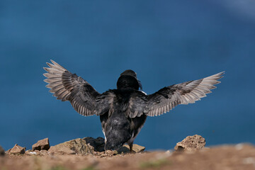 Atlantic puffin (Fratercula arctica) with small fish in its beak to feed its chick on the cliffs of Skomer Island off the coast of Pembrokeshire in Wales, United Kingdom