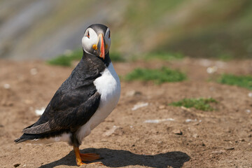 Atlantic puffin (Fratercula arctica) with small fish in its beak to feed its chick on the cliffs of Skomer Island off the coast of Pembrokeshire in Wales, United Kingdom