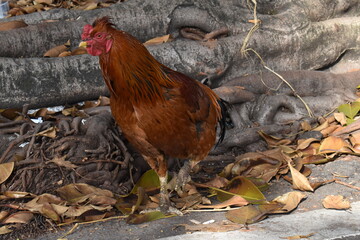 rooster in the farm