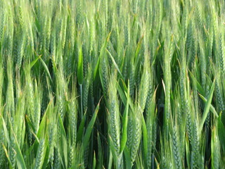field beautiful green cereal spikes natural food