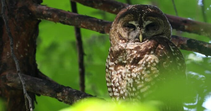 A spotted owl rests in a tree in the Sierra Nevadas.
