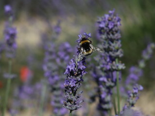 beautiful field lavender flowers aroma natural color insect oils
