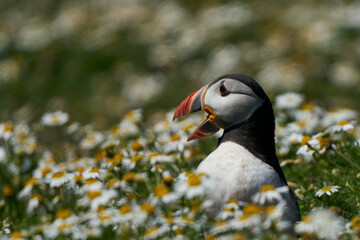 Atlantic puffin (Fratercula arctica) calling on Skomer Island off the coast of Pembrokeshire in Wales, United Kingdom