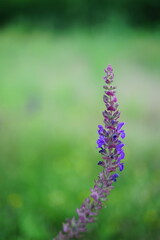 Wild violet flower growing in summer field