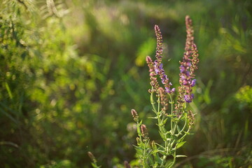 Wild purple flowers and green grass growing in sunny field