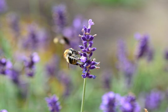 The insect pollinates a lavender flower on a sunny day. Summer. Day.