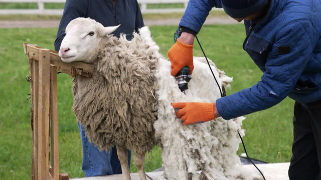 Farmer cutting sheep wool. Man shearing adult sheep with a professional electric hair clipper on a farm. Agricultural process of cutting wool.