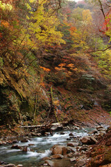 秋の渓谷（山梨県_西沢渓谷）