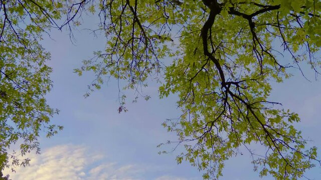 Canadian Goose flyover along Grand River in Fergus Ontario Canada in the Township of Centre Wellington